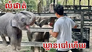 Hungry Baby Elephants Lomphat & Chanam Ask for Milk and Food After a Fun Day at Phnom Tamao Zoo