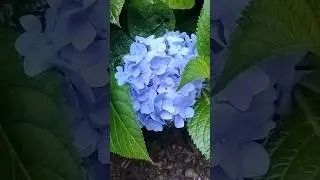 Season of Hydrangea flower #oldies #singer #vintage #blossom #flowers #nature # #garden #shorts
