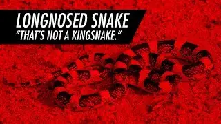 Let's Talk About Longnosed Snakes