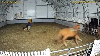 Goldy's Arena 823pm to 857pm  Walace Training Session Murphy;ET  later Janine present 562025