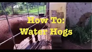 How to water hogs - *EASIEST* way to water barrel to keep pigs hydrated