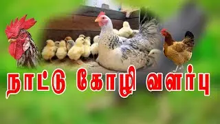 கோழி வளர்த்தால் குபேரன் ஆகலாம் nattu koli valar poo, native chicken, desi chicken, organic farming,