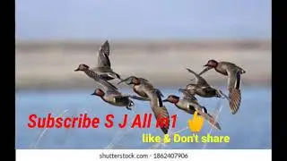 Teal best call