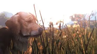 GTA 5 - Ultimate Realistic Graphics Mod | Cinematic Showcase | Wildlife