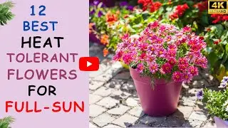 12 Best Heat Tolerant Flowers for Full Sun | Indoor Flowering Plants | Soil to Sow