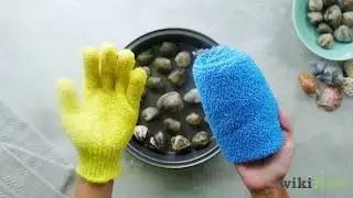 How to Shuck Clams