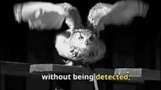 Journey into the Mysterious World of Owls - Fascinating Behaviors Unveiled! #owl  #amazing facts