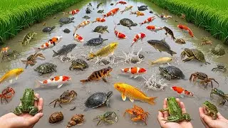 Catching Colorful Fish, Clams & Crabs by Hand &mdash; Satisfying River & Beach Foraging