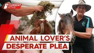 Cost-of-living crisis threatens animal welfare charity as donations dwindle | A Current Affair
