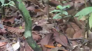 Keeled Rat Snake (Ptyas carinata)
