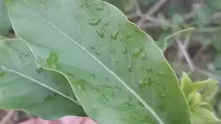 jari boti ka poda || desi jari boti | #short video