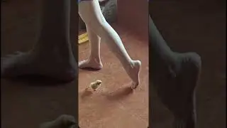 Cute 🥰 #pet #chicken #cute