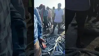 Chirala (Vodarevu) fish auction-sea fish king fish#fishauction #fishmarket