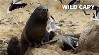 Sea lions eat fish near the fish market in Valparaiso, Chile.