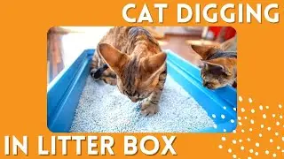 Why is My Cat Constantly Digging In Litter Box??