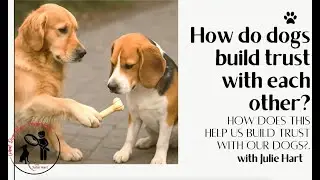 How Do Dogs Build Trust With Each Other?
