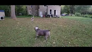 Rue and Leo rough housing crazy dogs funny dogs playing Coonhound pitbull