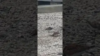 Cute shore birds Ruddy Turnstones foraging for food at marsh.