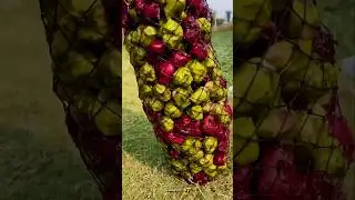 Let's see how water chestnut is cultivated.#shorts #trending #youtubeshorts 👌👌