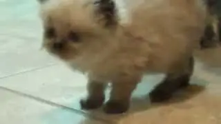 Paz4PlayCattery.com Honda