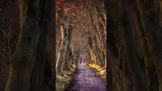 Peaceful  Birds Sounds In Park #Relaxing #Meditation #shorts #forestsound #naturesounds #birdsing