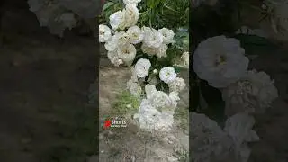 Rose Vine 🌹#nature #plants #flowers #gardening #rose #shortvidios #shorts #garden #rosecare