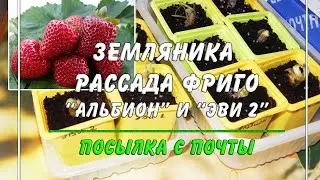 ТАК НЕЛЬЗЯ ДЕЛАТЬ! Рассада 🍓  клубники ФРИГО - посадка дома в контейнеры