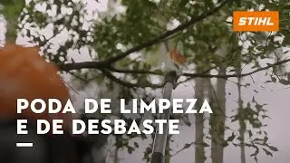 ANTES DO TEMPORAL: como evitar acidentes com árvores | com Sydney Brasil