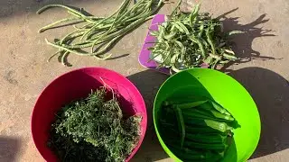 Organic vegetables 2/ My Terrace Garden / problems in pest control