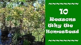 10 Reasons Why We Homestead (Collaboration)