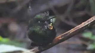 Flame throated Sunangel, Tapichalaca Reserve, Ecuador