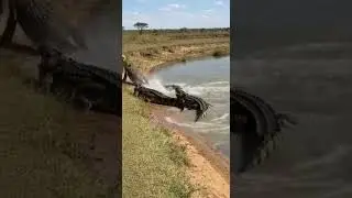 KING VS MONSTERS Lion Survives Brutal Crocodile Ambush! 🦁🐊