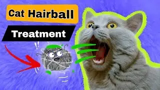 How to Treat Cat Hairballs | Cat Pukes Hairball | Symptoms and Treatment