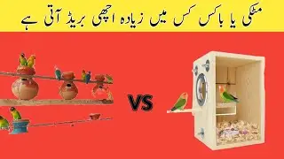 Lovebird breeding box vs matki | best breeding box for lovebirds | lovebird breeding tips 2023