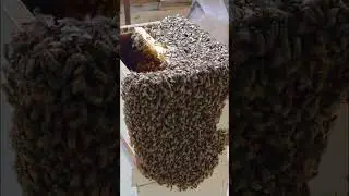 Honey Bee #wayanadan