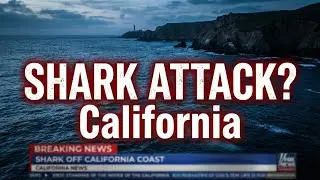 Missing Swimmer Feared Dead After Possible Shark Attack
