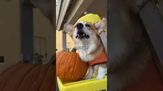 Feeding Pumpkins to Hippos!