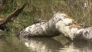 La Cistude d'Europe en Sologne bourbonnaise (France 3 Auvergne) - CEN Allier