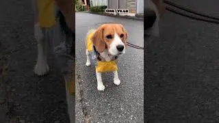 28 days to One Year beagle transformation #feed #transformation #dog #pets #beautiful