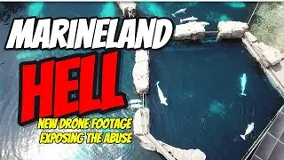 SHOCKING Drone Video- Animal Abuse At Marineland