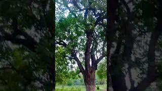 Tree above hand #youtubeshorts #viral