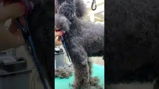 Ножницы Komondor Bluemarine шанкеры 6,5' KB-41