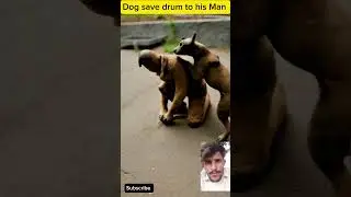 dog save his Man | #dogfun #dog #funnyanimal #trending #shorts