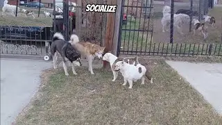 My Female sister dogs Lady an Gucci socialize with neighbor dogs just making friends with dogs
