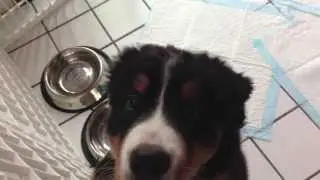 Mishka Loves Her New Orijen Large Breed Puppy Food