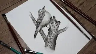 How to Draw a Realistic Bird with Pencil | Step by Step Tutorial for Beginners