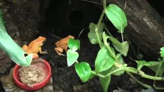 Galactonotus solid orange