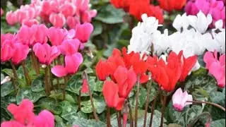 Cyclamen Mini Mix for your dream garden ✨