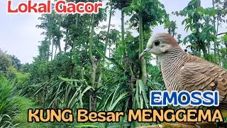 PANCINGAN JUARA! GACORNYA BIKIN KUTUT LAIN LANGSUNG NYAUT SEMUA!