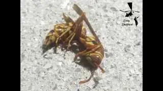 Wasp killer-For Knifetex and Magnum